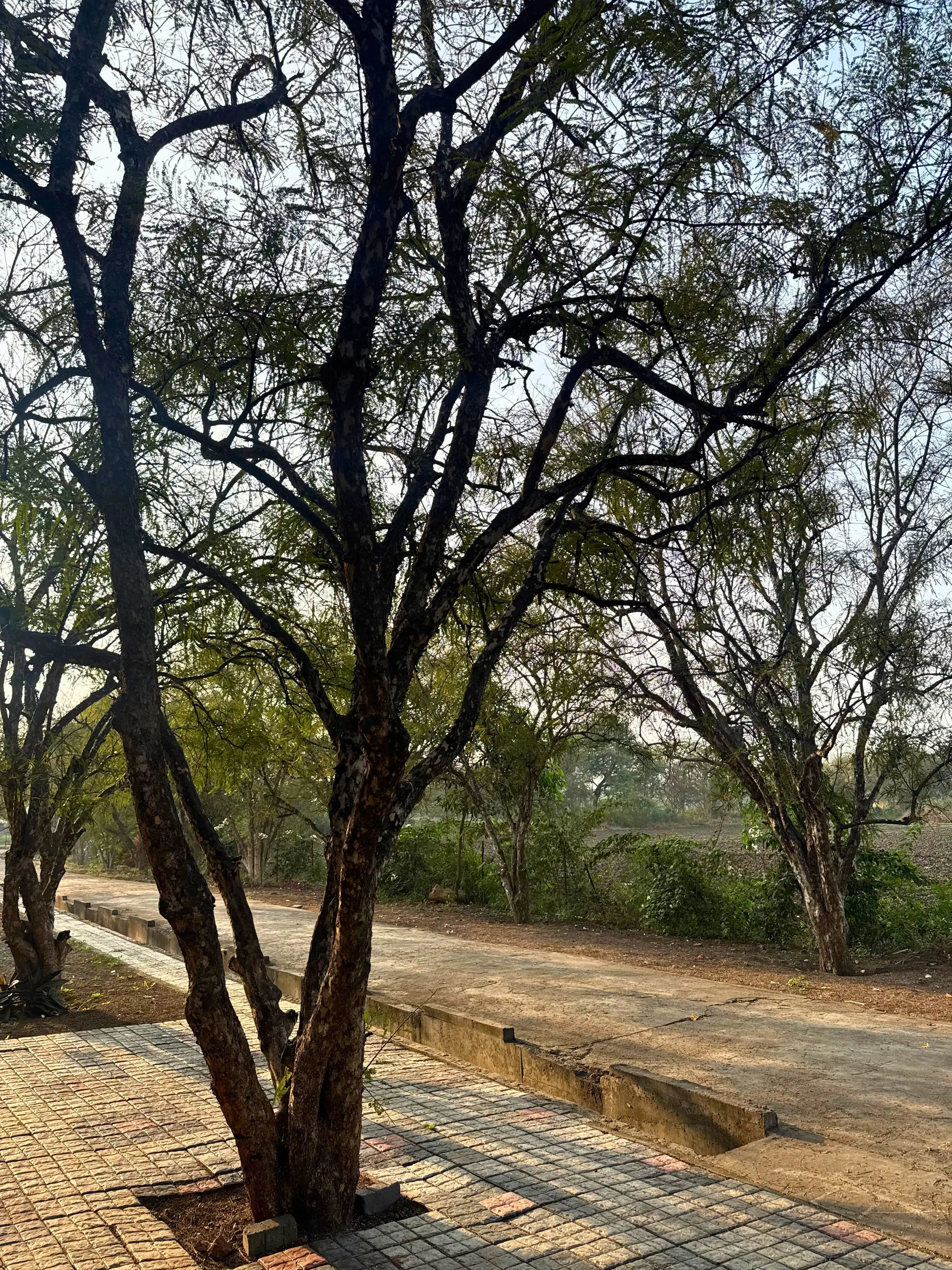 Sarai gallery image 18